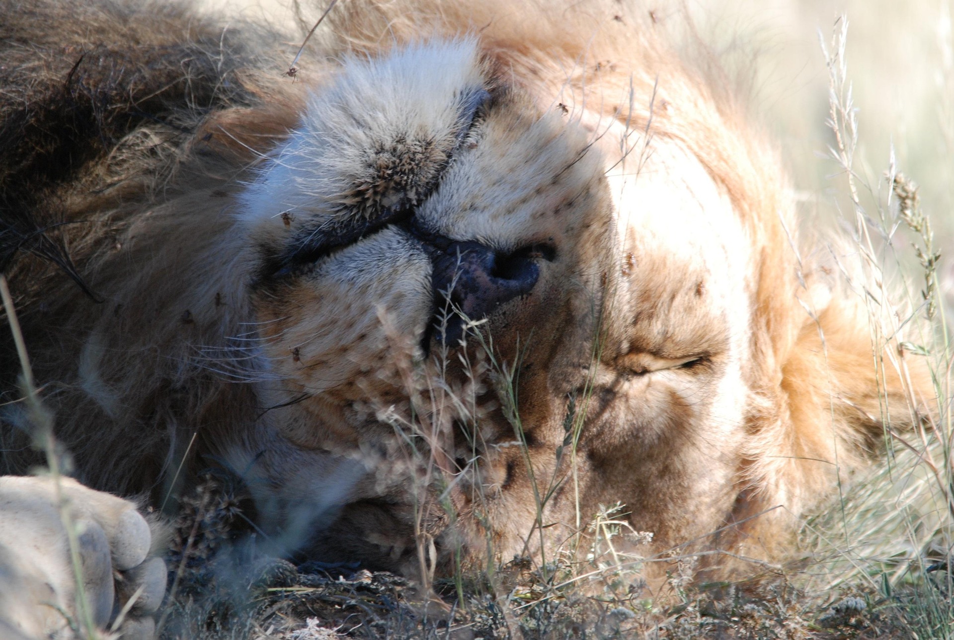 Central Kalahari Game Reserve 