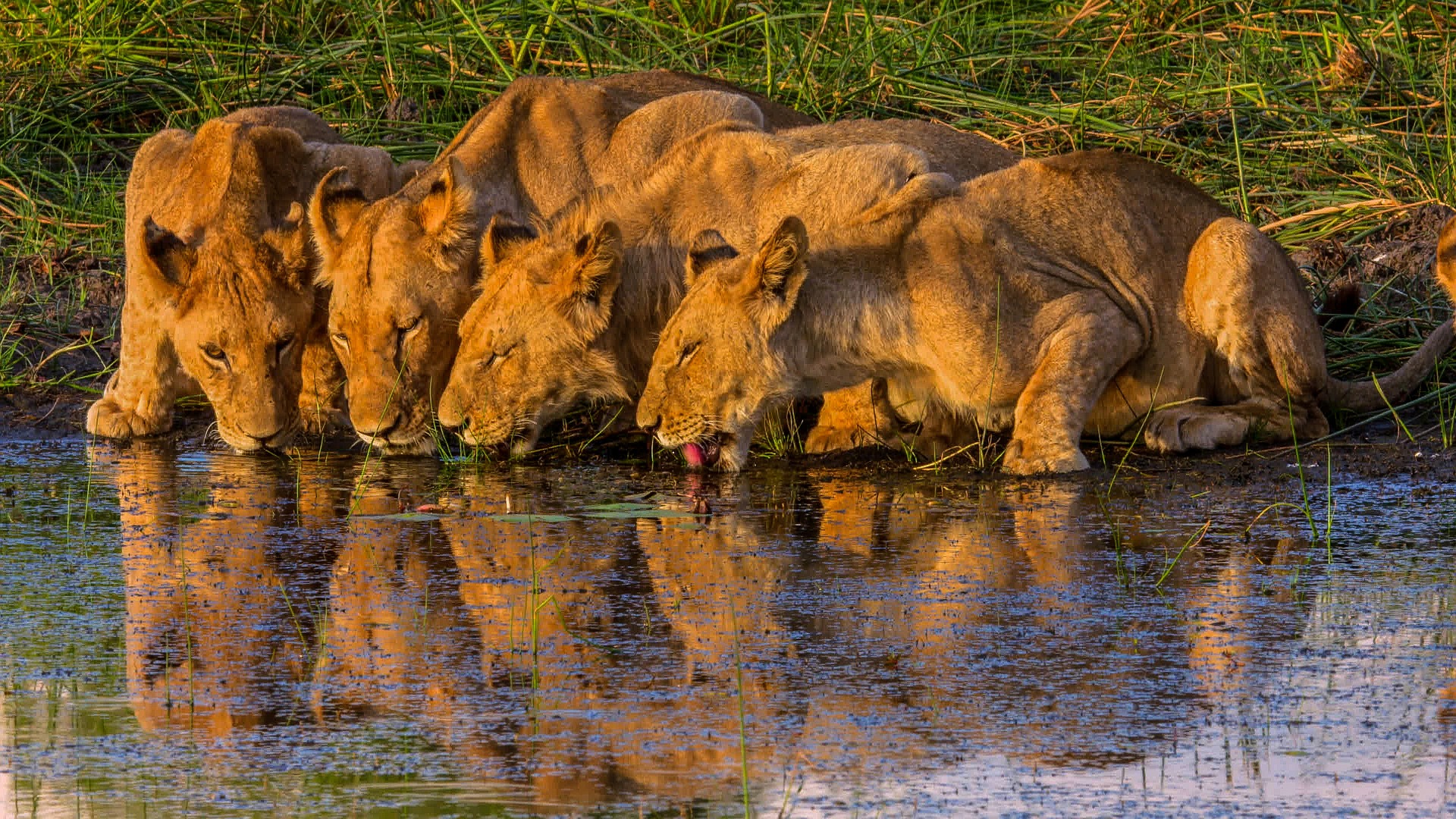 lions okavango delta Botswana Moremi