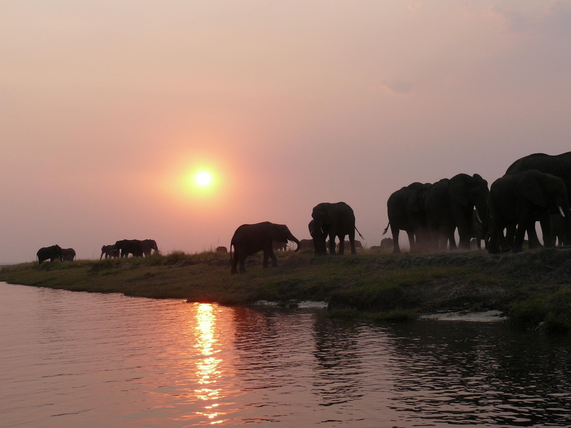 Chobe National Park Elephants 